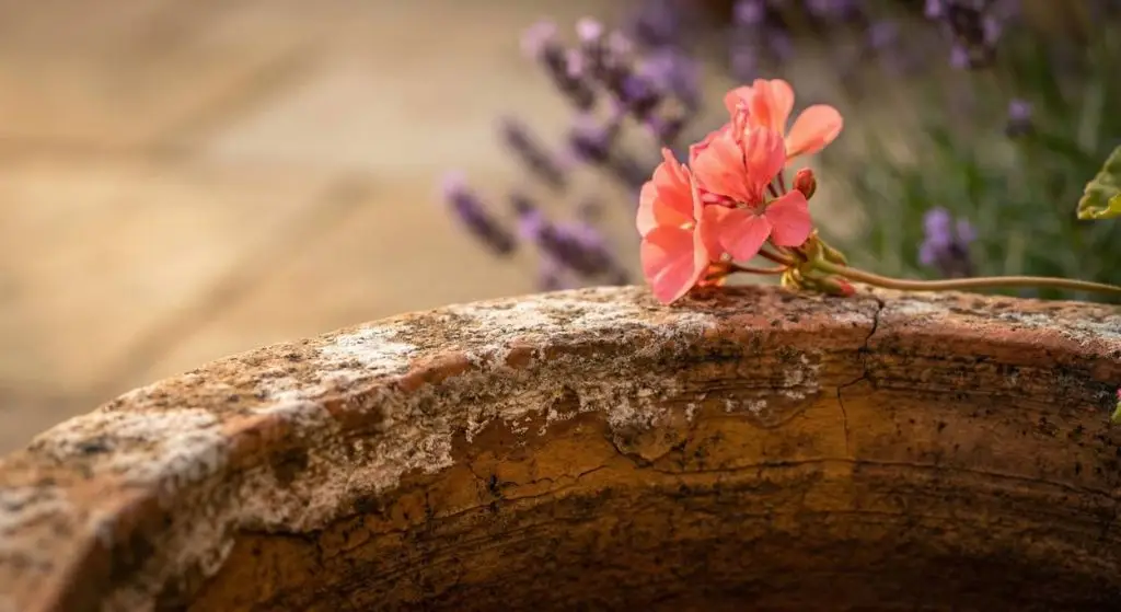 Extreme close-up macro of weathered terracotta pot rim with mineral deposits and a trailing coral pelargonium flower, soft violet lavender blur in background, in warm afternoon sidelight