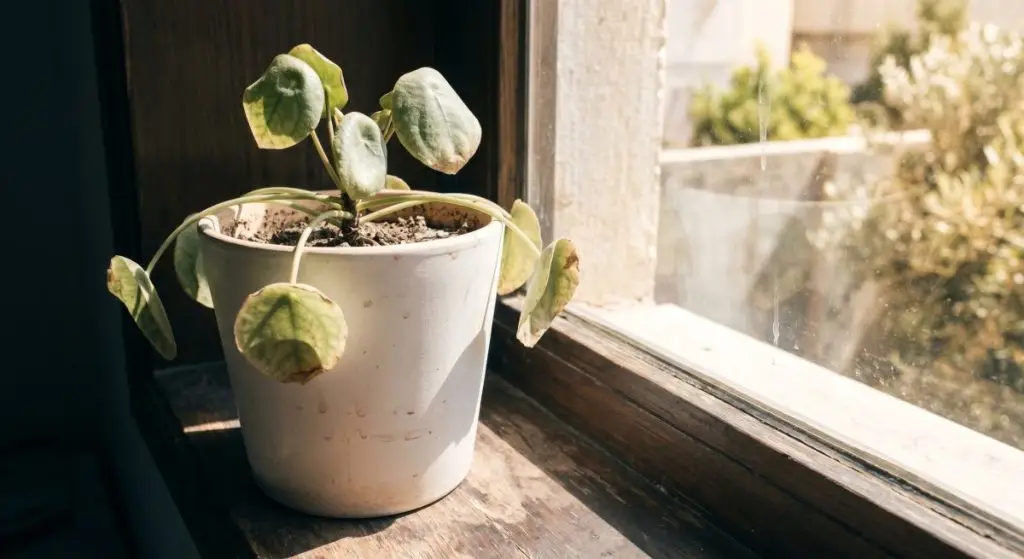 Slightly wilted houseplant in white ceramic pot on sun-lit windowsill, honest summer plant heat stress